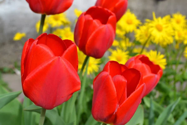 Egy Csapat Vörös Tulipán Parkban Tavaszi Táj Közelkép — Stock Fotó