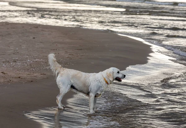 Golden Retriever Joga Água Praia — Fotografia de Stock