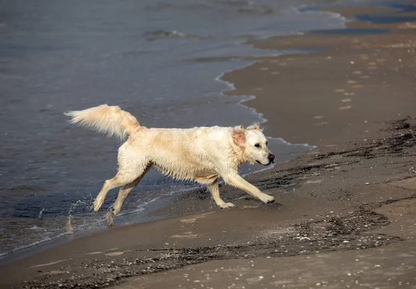 Golden Retriever Plays Water Beach — Stock Photo, Image
