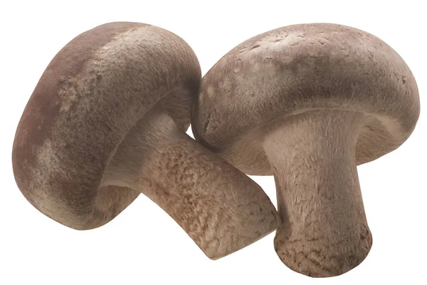 Fungo Champignon Fresco Isolato Fondo Bianco — Foto Stock