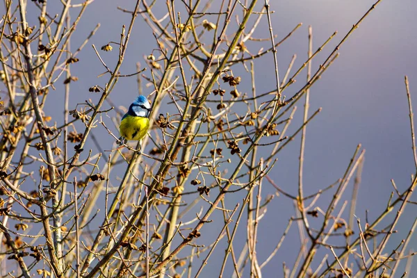 Vogel Auf Dem Baum — Stockfoto