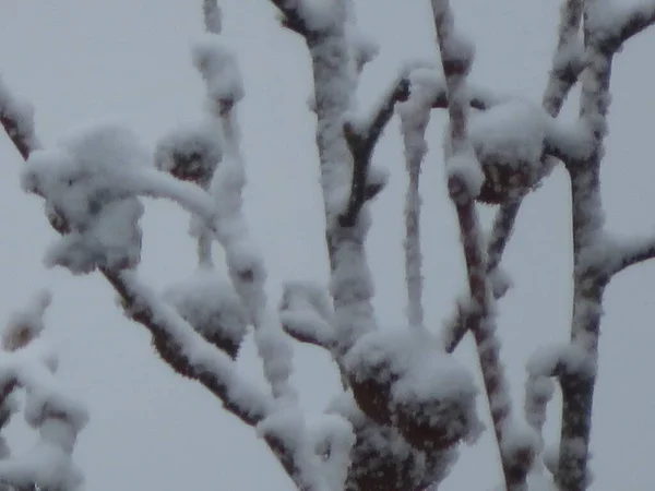 Piękna Burza Zimna Śniegu Mróz Lód Pod Zerem Lodu — Zdjęcie stockowe