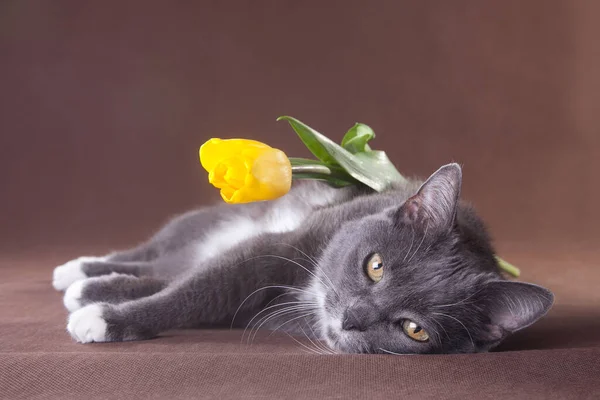 Romantik Gri Dumanlı Kısa Saçlı Beyaz Göğüslü Evcil Kedi Kahverengi — Stok fotoğraf