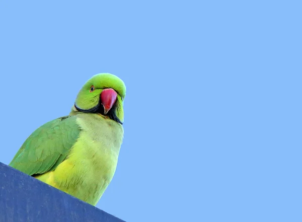 Mavi Yeşil Papağan Bir Dala Oturmuş — Stok fotoğraf