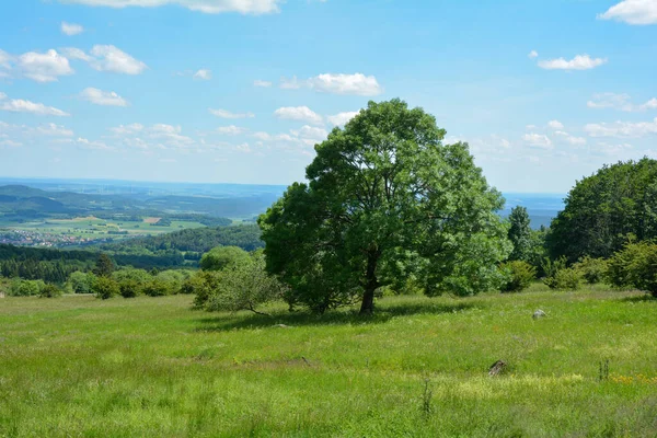 Prachtig Landschap Met Een Grote Boom Achtergrond — Stockfoto