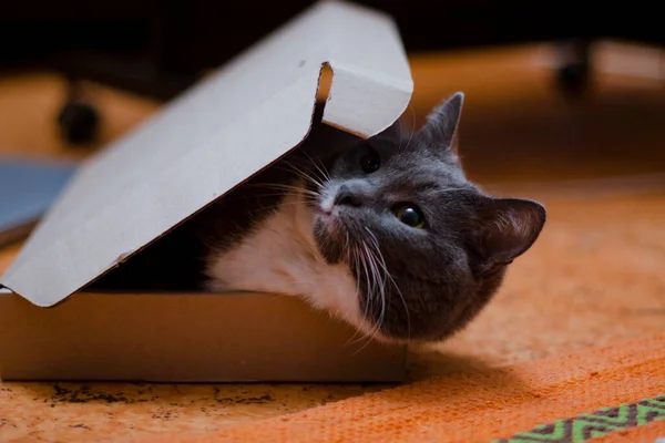 Horisontal Foto Von Törichten Grauen Molligen Rauchigen Häuslichen Weißbrust Katze — Stockfoto