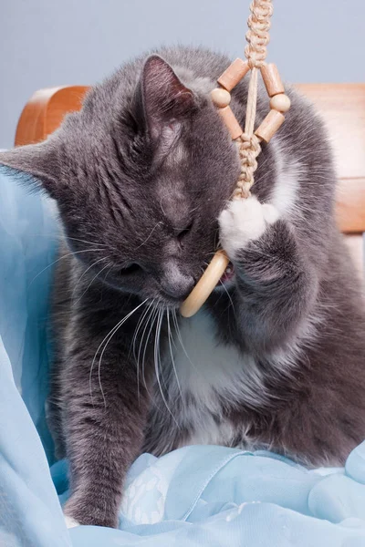 Gris Ahumado Blanco Pecho Gato Doméstico Con Paño Azul Roe — Foto de Stock