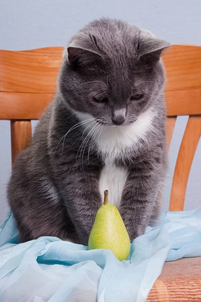 Γκρι Καπνιστή Λευκή Γάτα Μπλε Πανί Και Πράσινο Παιχνίδι Αχλάδι — Φωτογραφία Αρχείου