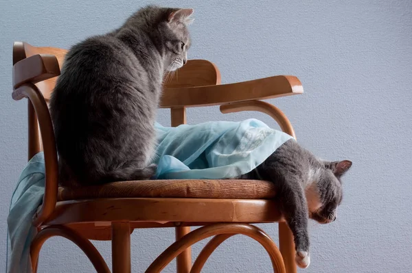 Dwa Koty Niebieską Ściereczką Drewnianym Fotelu Art Deco Szarym Niebieskim — Zdjęcie stockowe