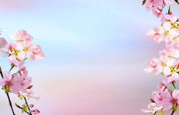 Spring Banner Branches Blossoming Cherry Background Blue Sky — Foto de Stock