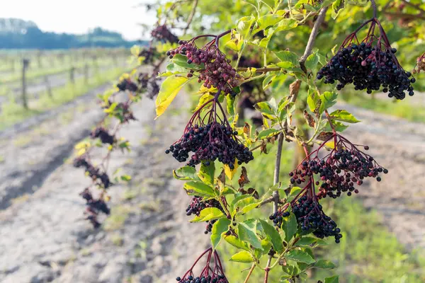 elderberry orchard in central Hungary