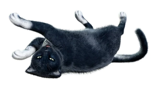 Representación Gato Doméstico Negro Aislado Sobre Fondo Blanco —  Fotos de Stock