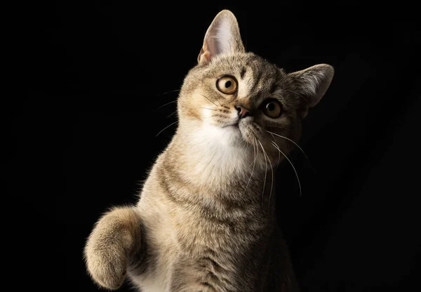 Porträtt Grå Kattunge Skotsk Rak Chinchilla Svart Bakgrund Katten Tittar — Stockfoto