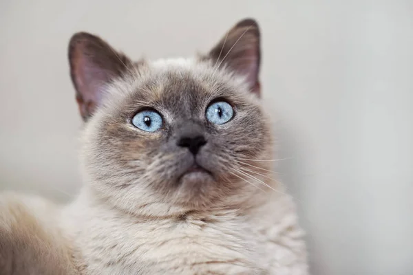 Gato Gris Viejo Con Ojos Azules Penetrantes Detalle Primer Plano — Foto de Stock