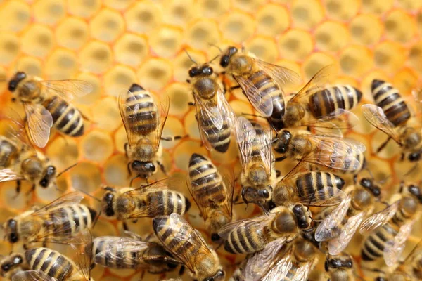 Primer Plano Una Abeja Que Trabaja Colmenar —  Fotos de Stock