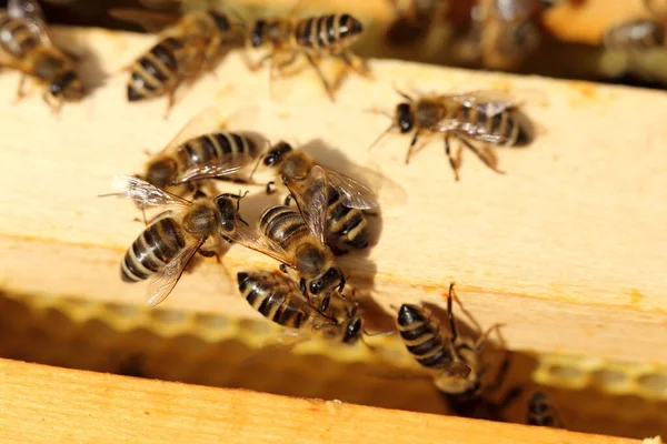 Pszczoła Leci Ula Pszczoła Miodna Wchodząca Ula — Zdjęcie stockowe