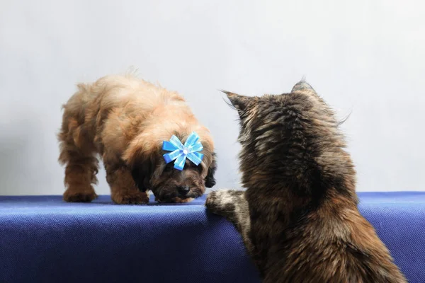 Tortioseshell Maine Coon Gato Quiere Hacer Amigos Con Marrón Perro — Foto de Stock