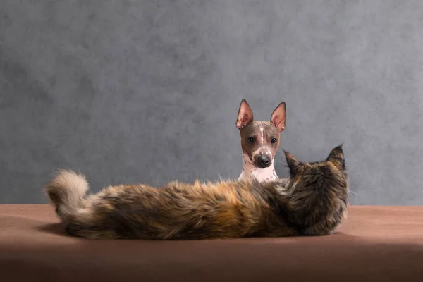 Interesante Historia Misteriosa Con Gato Mapache Tortuga Perro Terrier Americano — Foto de Stock