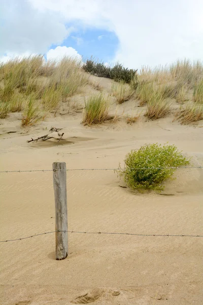 Συρμάτινος Φράχτης Στους Αμμόλοφους Του Zeeland Στην Ολλανδία Γρασίδι Στην — Φωτογραφία Αρχείου