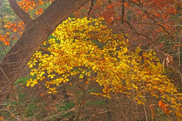 Skryté Barvy Hluboko Lese Státním Parku Vyhladovělá Skála Illinois — Stock fotografie