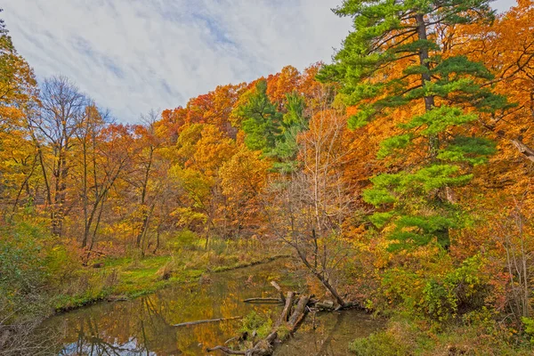 Φθινοπωρινά Χρώματα Κυριαρχούν Πεύκα Στο Πεινασμένο Πάρκο Rock State Στο — Φωτογραφία Αρχείου