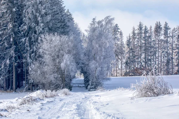 農村部のパスと森林景観 冬休みのテーマ 白雪に覆われたスプルースの木チェコ共和国 ヴィソチナ地方高地 — ストック写真