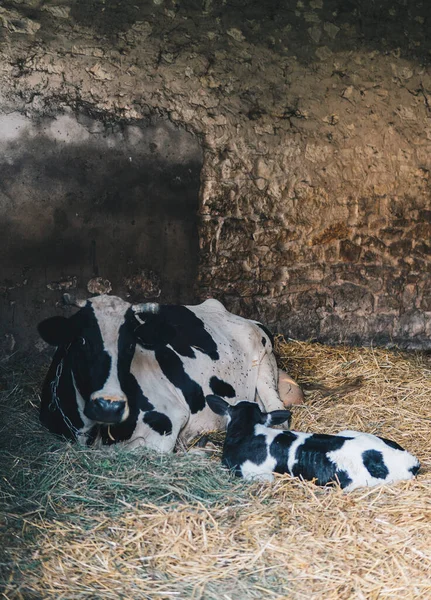Корова Поле — стоковое фото