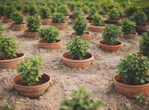 Plantas Verdes Jardim — Fotografia de Stock