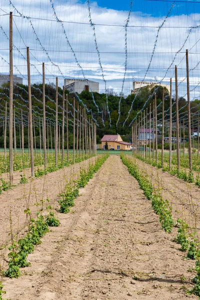 Hop Field Early Spring Time Zatec Czech Republic — Stock Photo, Image