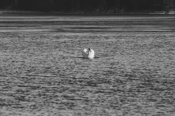 Elegante Witte Zwaan Zwemmen Een Water Tijdens Zonnige Dag Het — Stockfoto