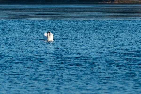 Elegancki Biały Łabędź Pływający Wodzie Słoneczny Dzień Sezonie Zimowym — Zdjęcie stockowe