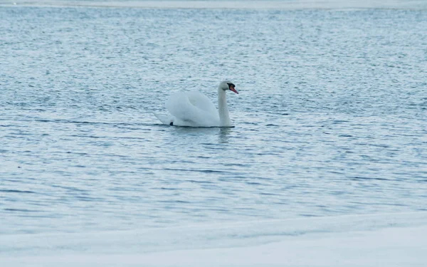 冬の晴れた日には優雅な白鳥が水面を泳いでいます — ストック写真