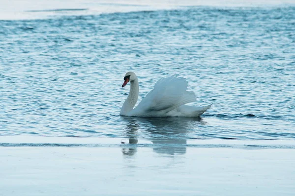 冬の晴れた日には優雅な白鳥が水面を泳いでいます — ストック写真