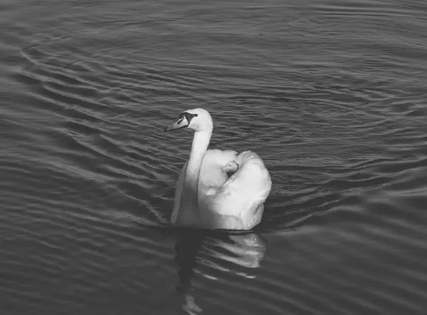 Elegante Cisne Branco Nadando Uma Água Durante Dia Ensolarado Temporada — Fotografia de Stock