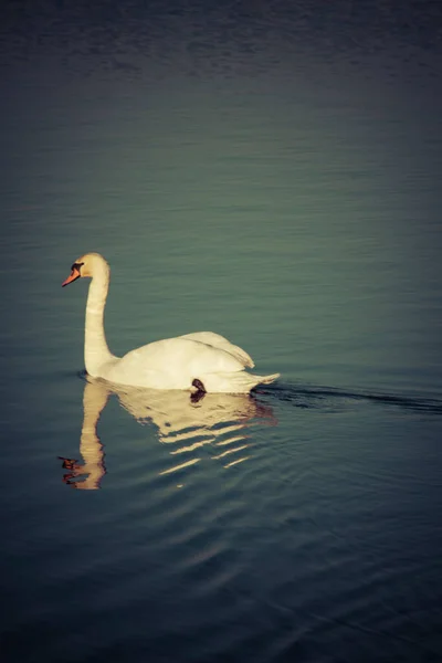 Elegante Cisne Branco Nadando Uma Água Durante Dia Ensolarado Temporada — Fotografia de Stock