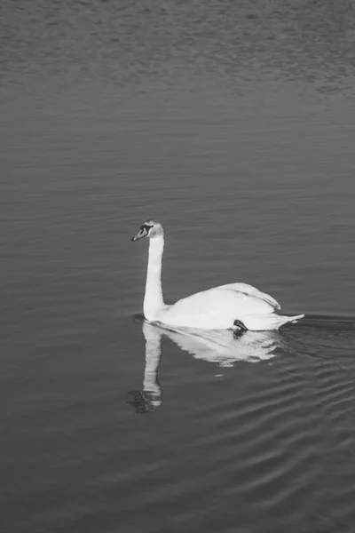 Элегантный Белый Лебедь Плавает Воде Солнечный День Зимний Сезон — стоковое фото