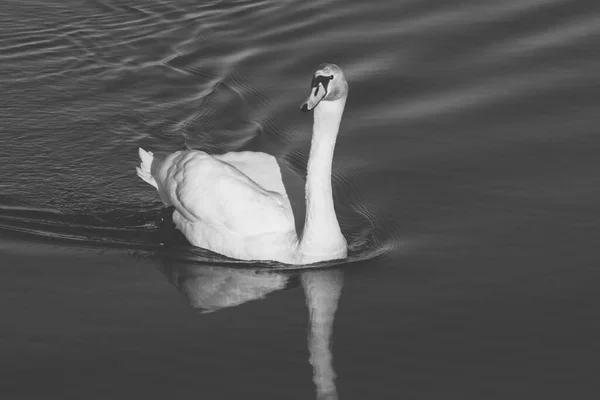 Elegante Cisne Branco Nadando Uma Água Durante Dia Ensolarado Temporada — Fotografia de Stock