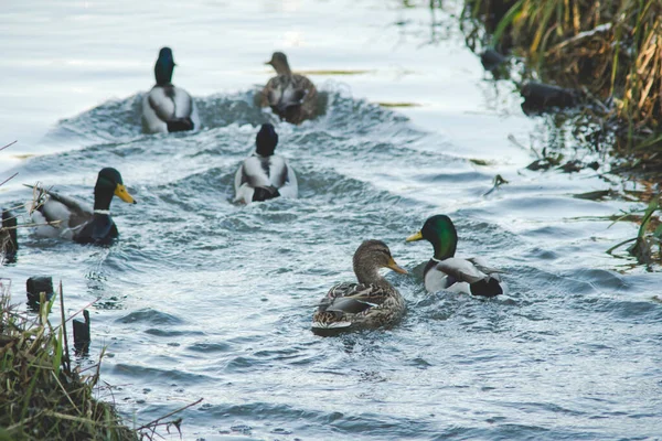 Krzyżówka Dzikie Kaczki Pływające Rzece Słoneczny Dzień Sezonie Zimowym — Zdjęcie stockowe