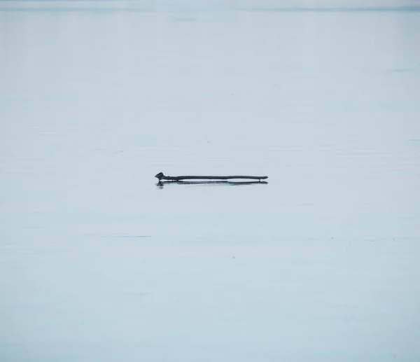 氷で覆われた湖の表面にある一本の木の棒の抽象的な構成は — ストック写真