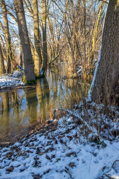 雪と木の美しい冬の風景 — ストック写真