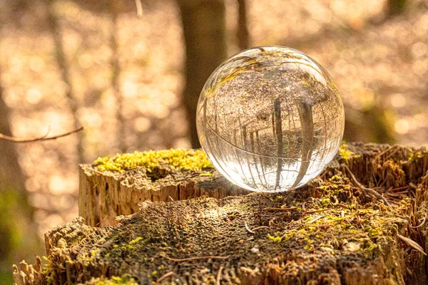 Glass ball / lens ball in the forest on a stump in the sunlight with reflection from trees in the ball