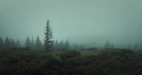 Jarní Počasí Karpat Moody Sezónní Jedlový Les Panoramatická Krajina Ponuré — Stock fotografie