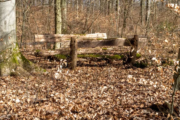 Groupe Assis Bois Dans Forêt Dans Une Petite Clairière Soleil — Photo