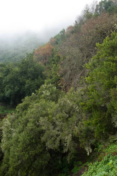 Gyönyörű Kilátás Nyílik Erdőre Hegyekben — Stock Fotó