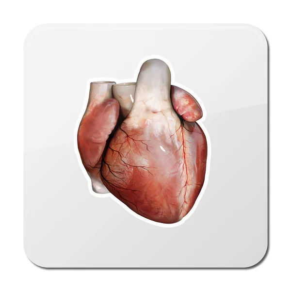 心脏解剖图标心脏科概念心血管内脏器官的医疗保健符号 现实的人体内脏器官 3D和2D — 图库照片