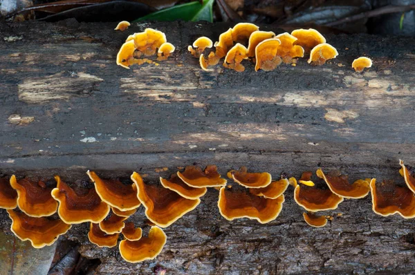 Cogumelos Fundo Madeira — Fotografia de Stock