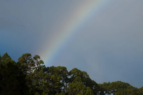 カナリア島の森の上の虹色の松のカリエンシス ガラフィア パルマ カナリア諸島 スペイン — ストック写真