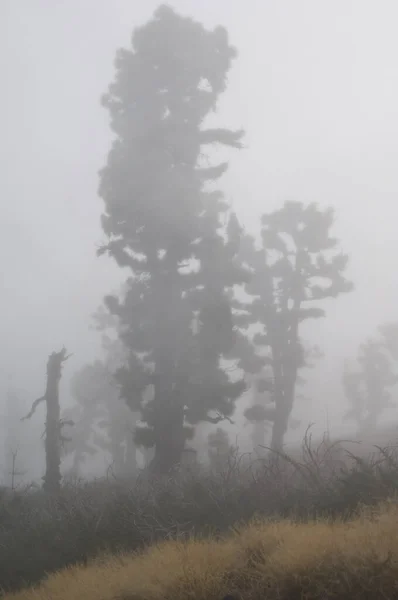 Nebliger Morgen Wald — Stockfoto