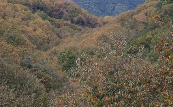 Jesienny Krajobraz Drzewami Lasem — Zdjęcie stockowe