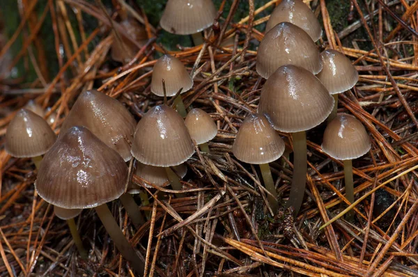 Funghi Nel Bosco — Foto Stock